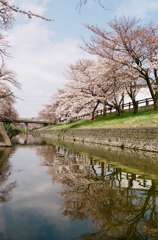 河畔の桜