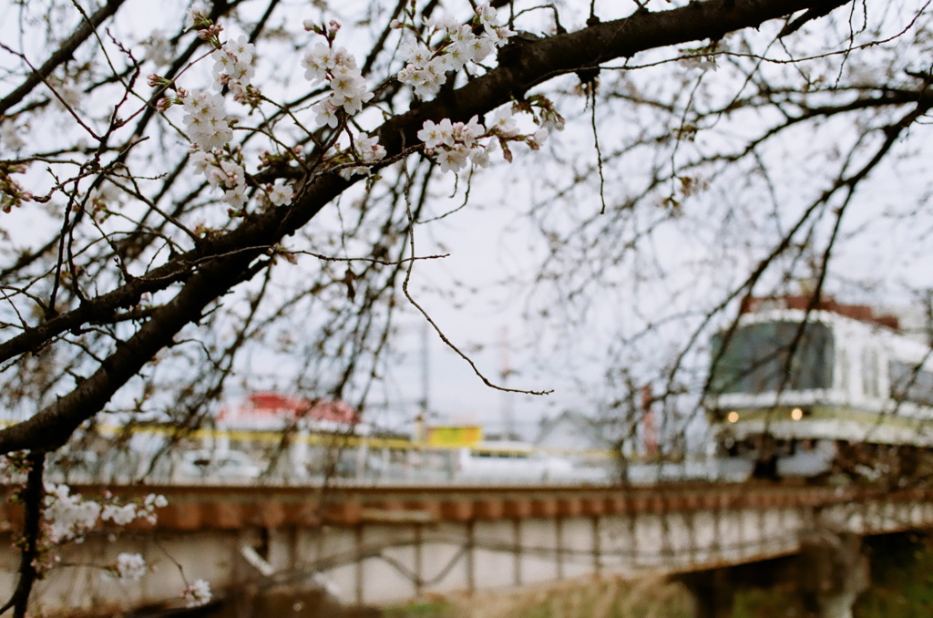 咲き始め