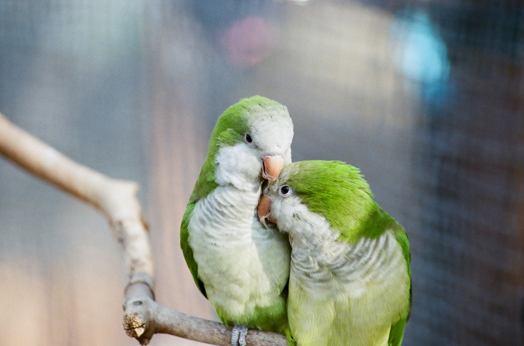 オキナインコ