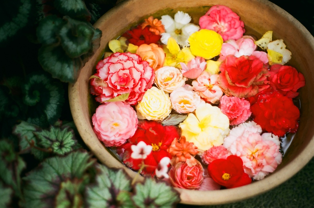 flowers