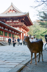 鹿と東大寺