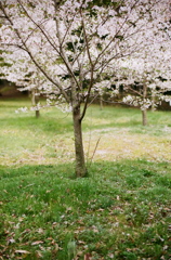 若い桜