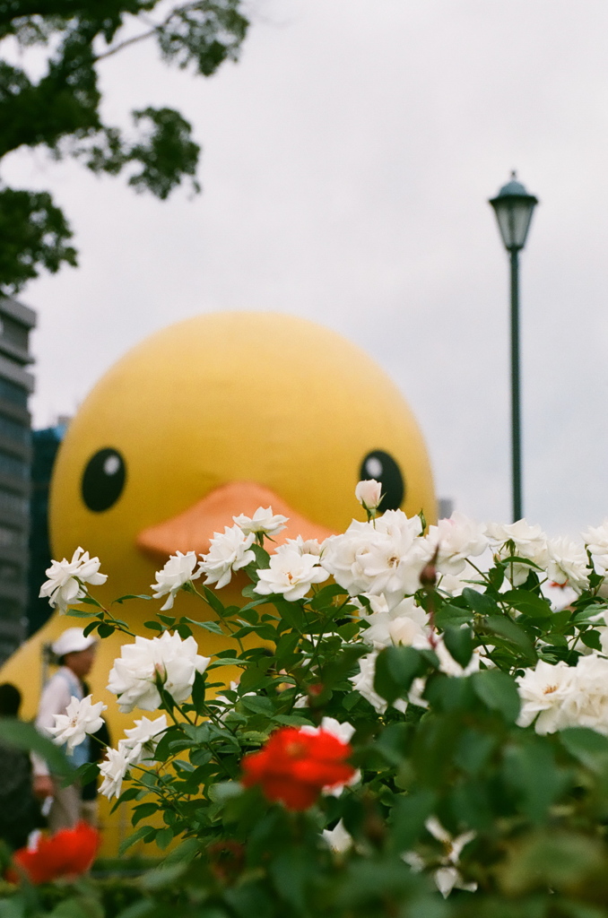 秋のバラ