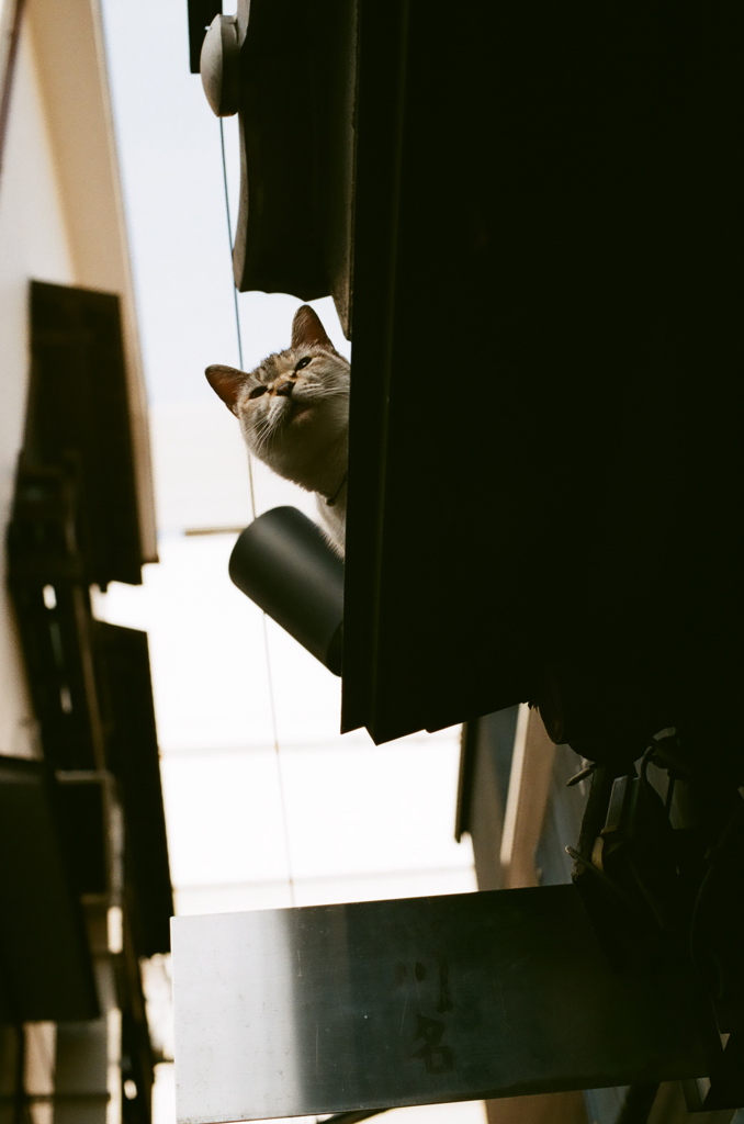屋根の上の猫