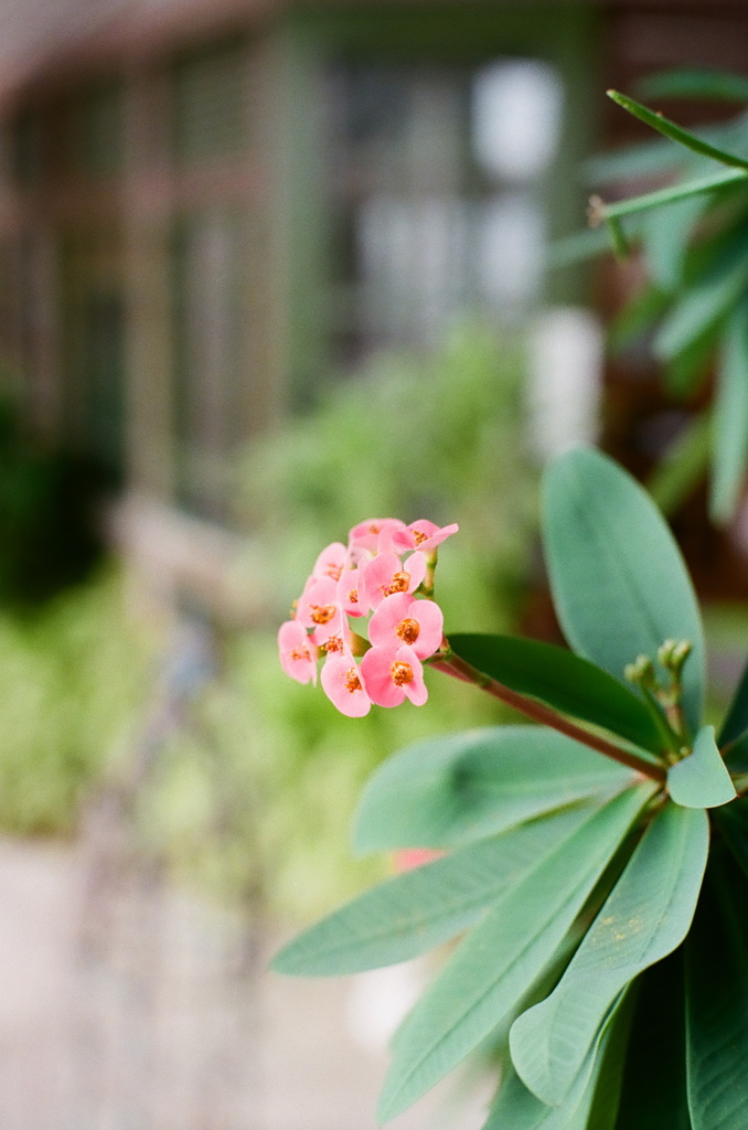 窓辺の花