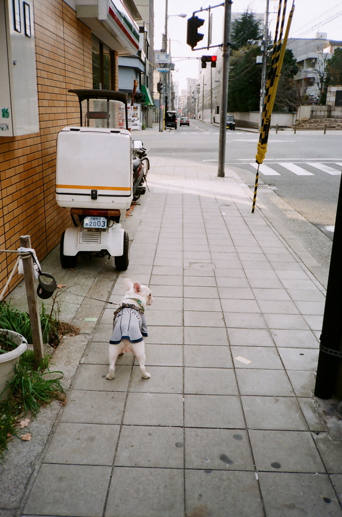 洋服を着た犬