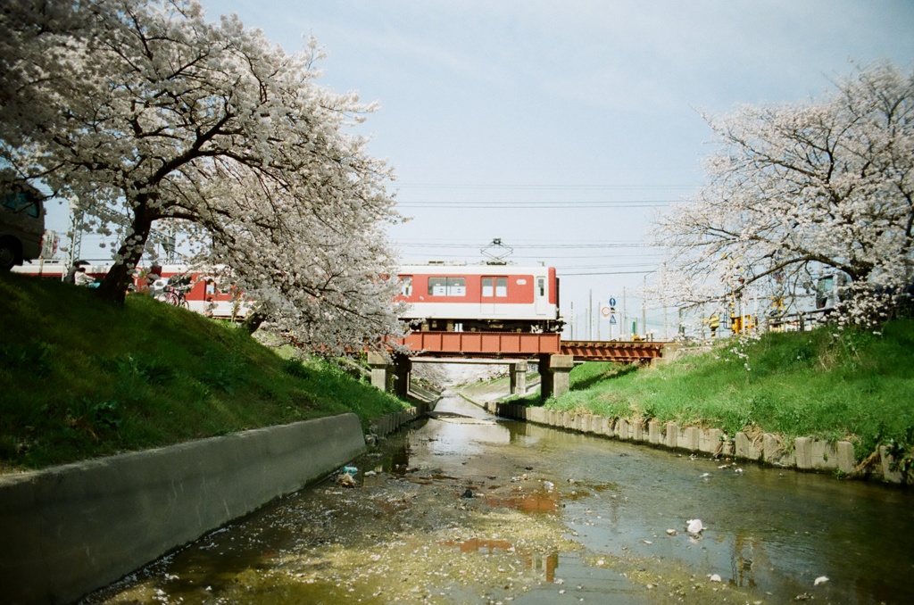 電車とサクラ