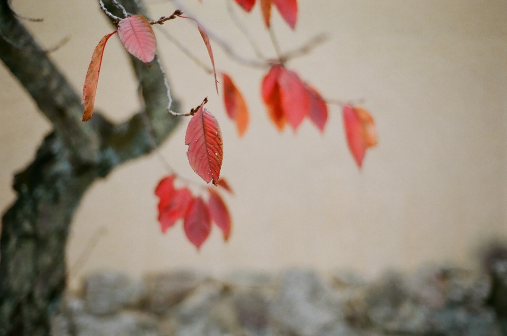 桜紅葉