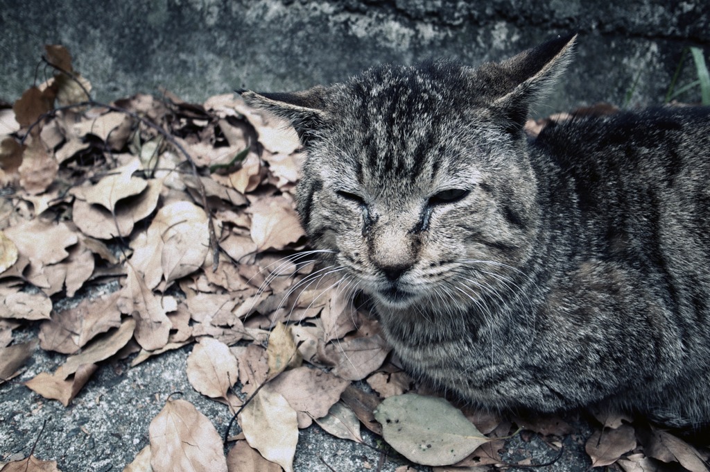 アントニオ