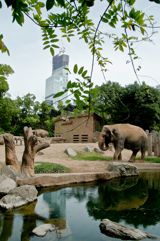 ゾウ
