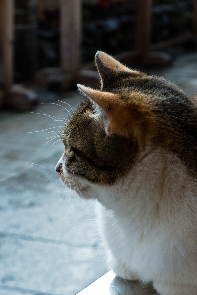 横顔