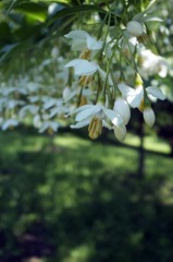 エゴノキの花