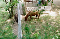 野間馬