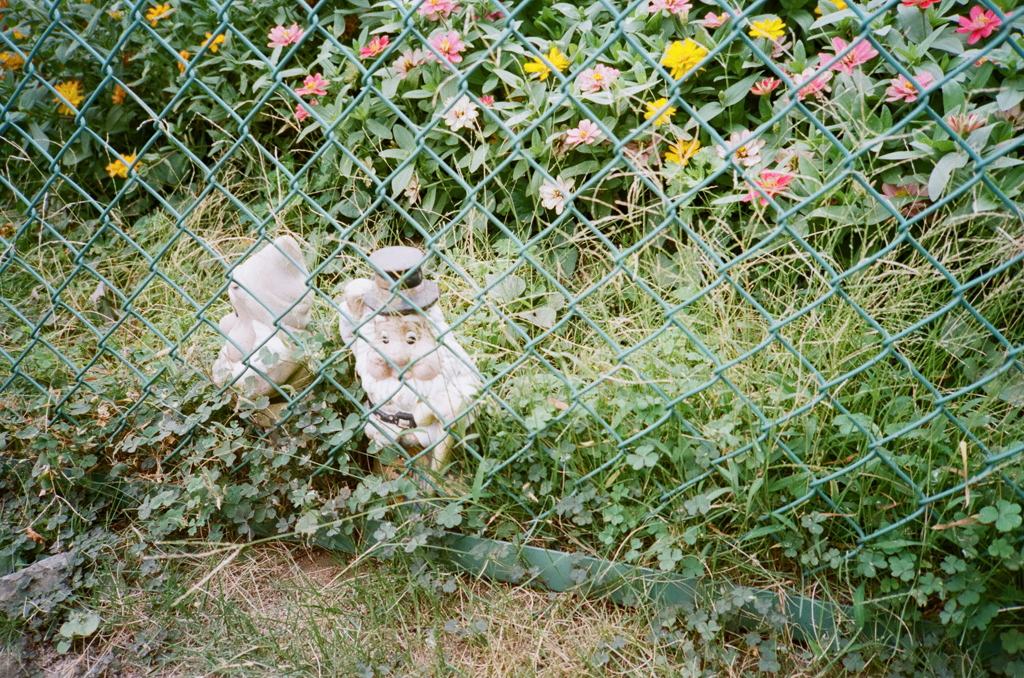コビト