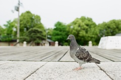 鳩と石舞台