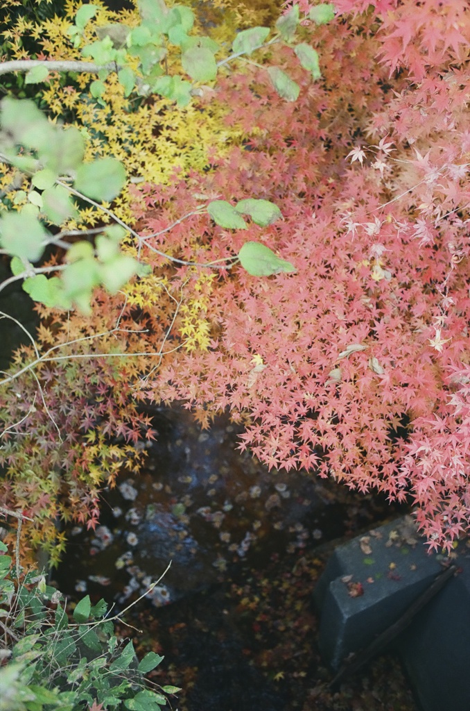 紅葉