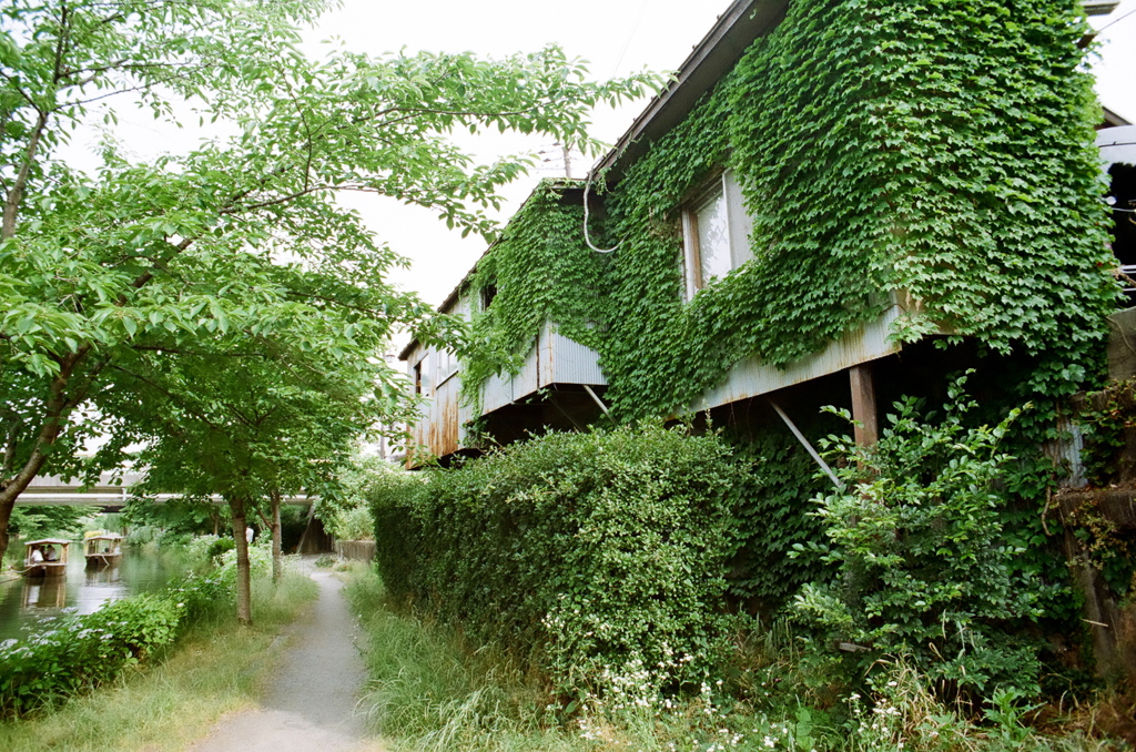 蔦に覆われた建物