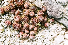 高山植物1