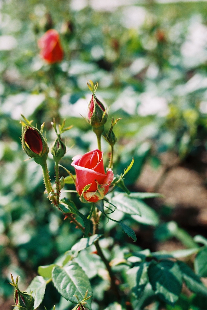 薔薇