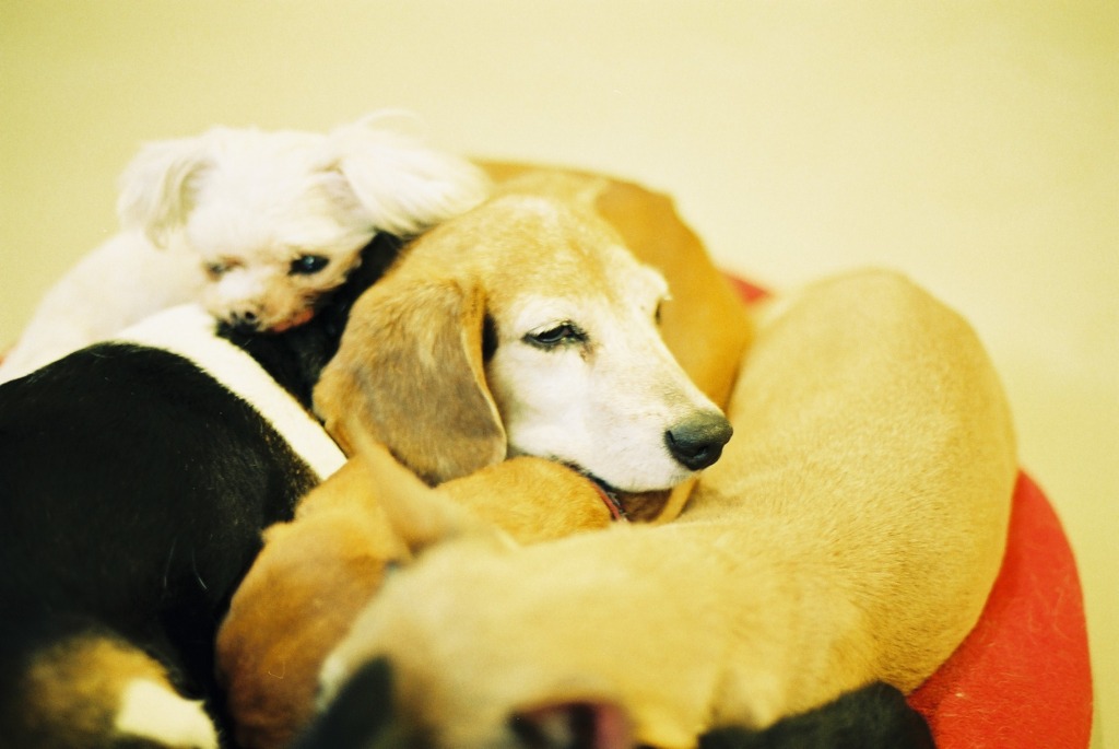 犬団子