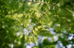 メタセコイアの葉