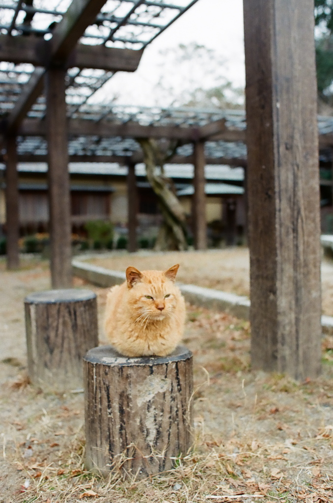 チャトラ