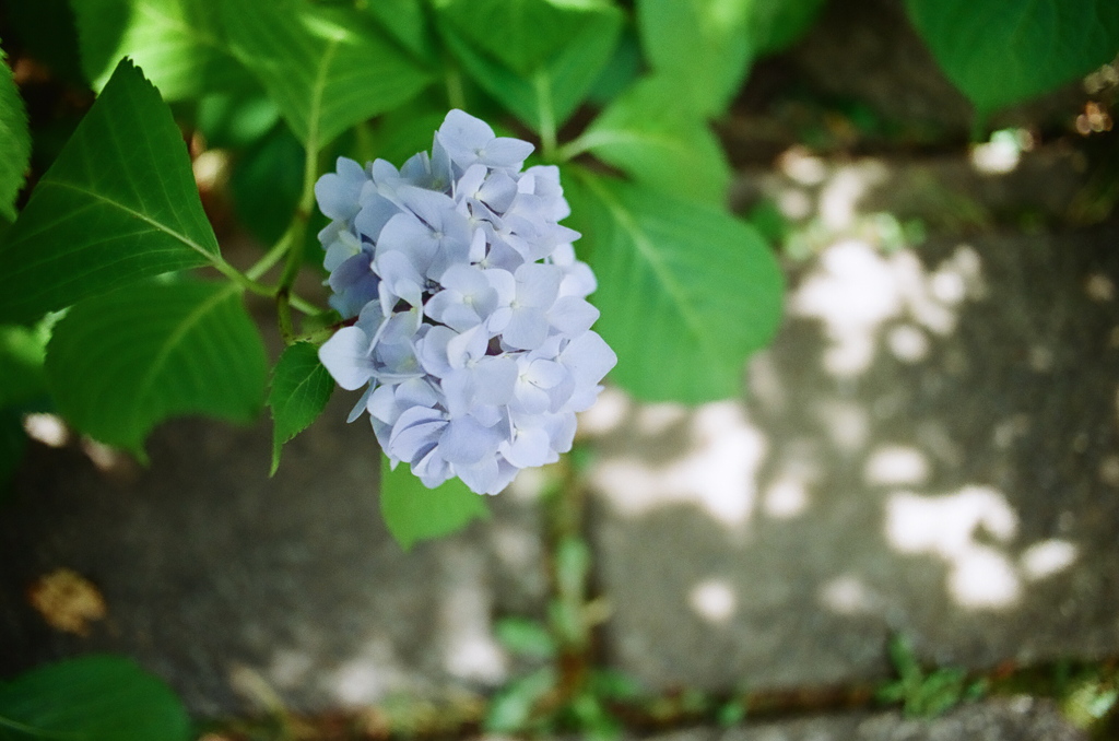 紫陽花