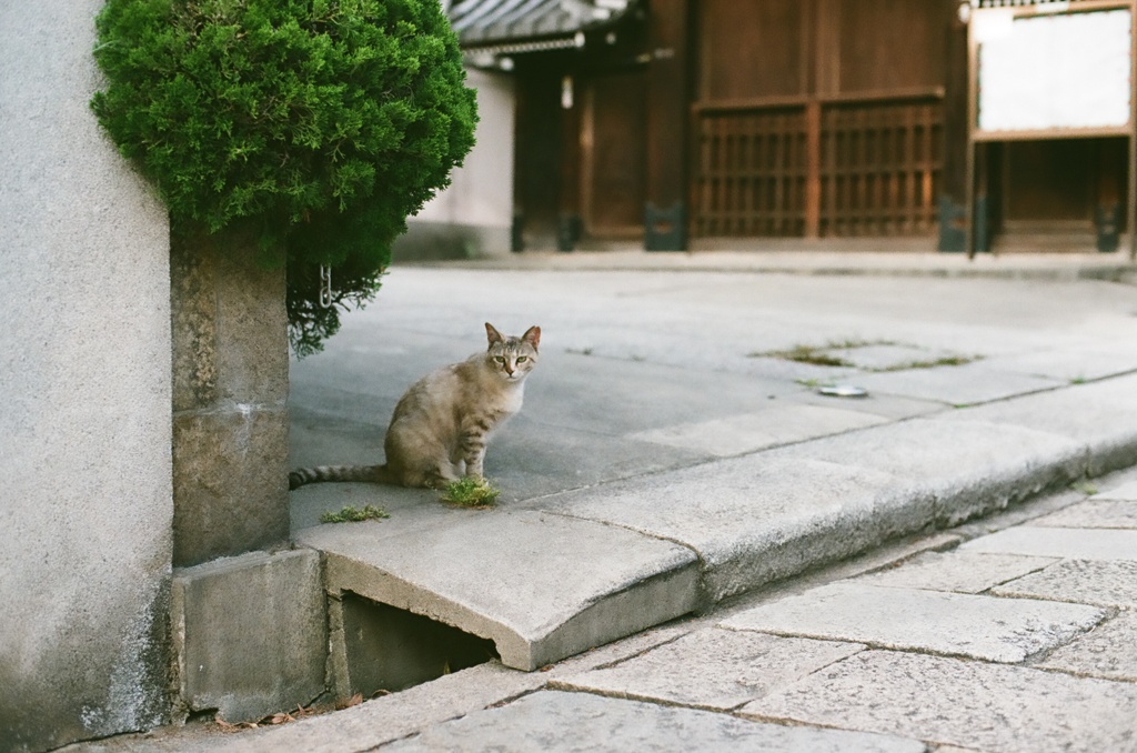 ねこ