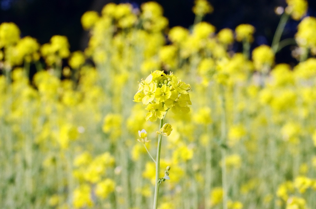 菜の花