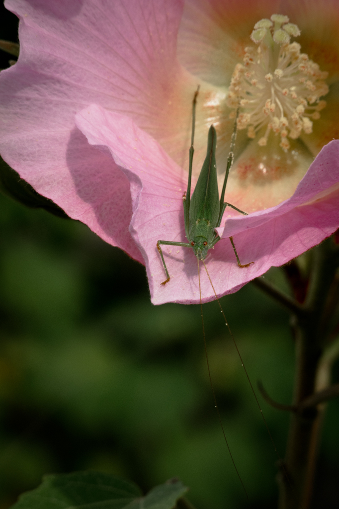 花と飛蝗