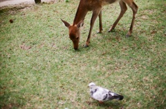 鹿と鳩
