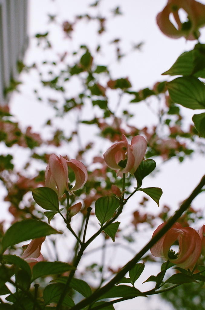 ハナミズキの花