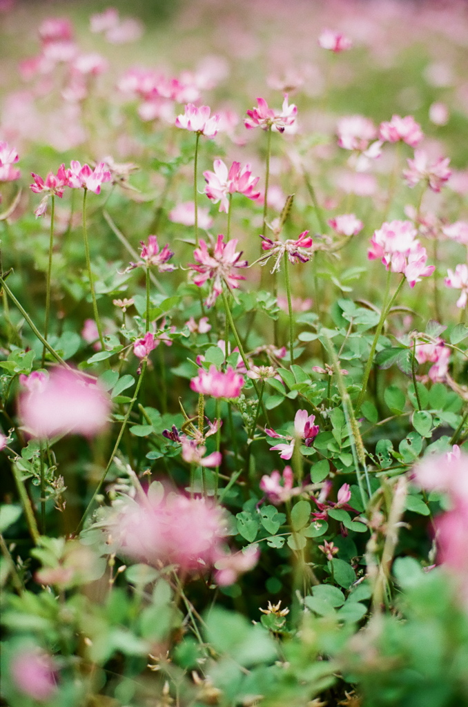 蓮華草