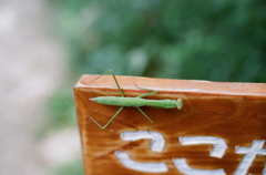 カマキリ