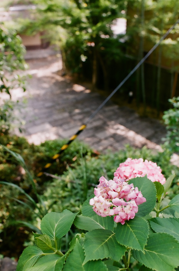 紫陽花