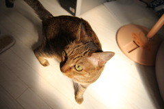 愛猫陰影の中で