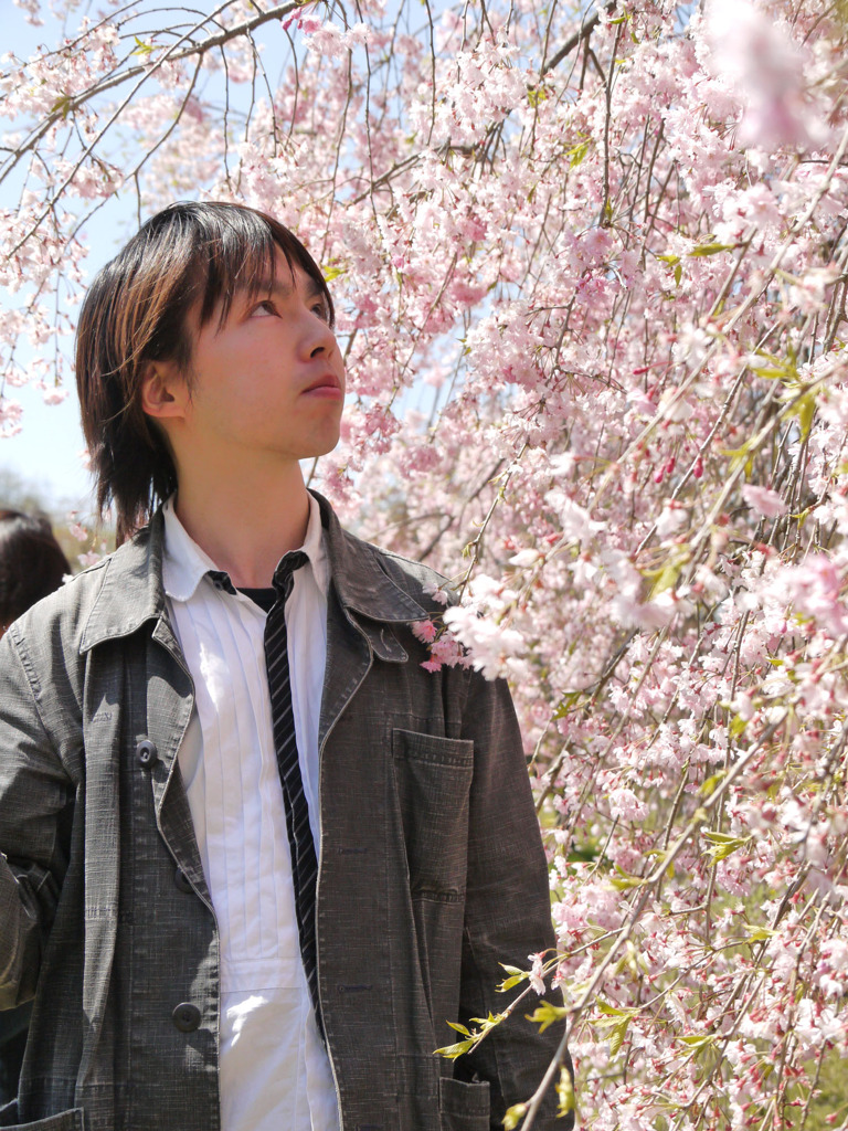 ゆれるしだれ桜