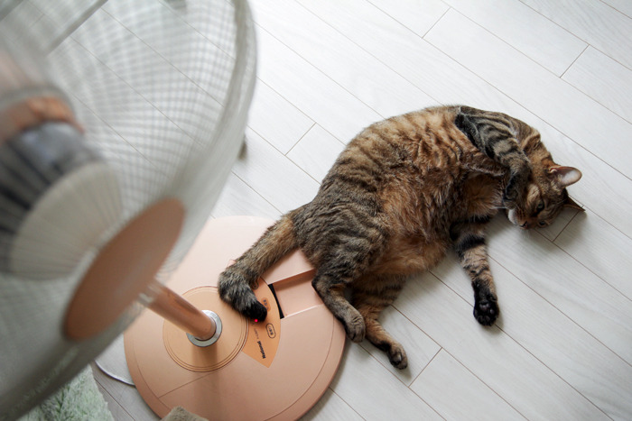 猫も転がる猛暑
