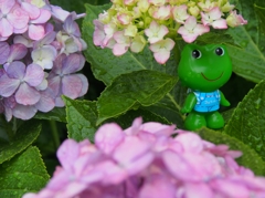 コロちゃん、 あまやどり