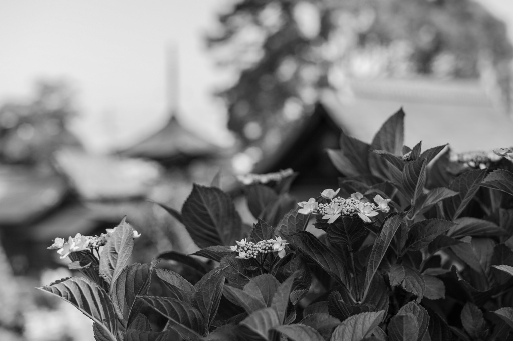 あじさい寺 大塚性海寺 2