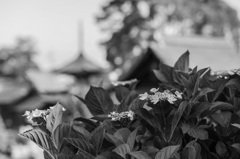 あじさい寺 大塚性海寺 2