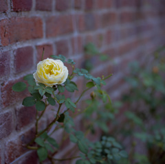 Rose of autumn #4