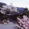 木曽路の春