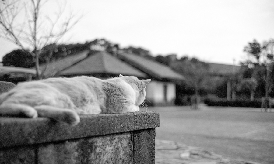 猫日和 #4