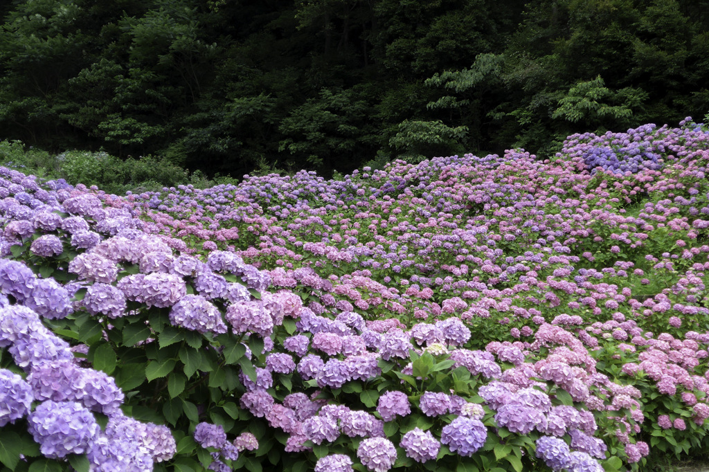 紫陽花 片原温泉#1