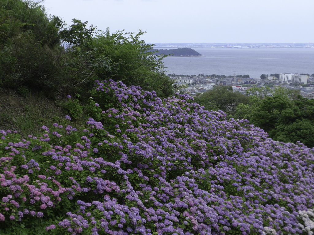 紫陽花 形原温泉#2