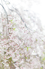 淫ら・・・咲き  枝垂れ桜