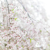 淫ら・・・咲き  枝垂れ桜