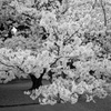 春爛漫 2014