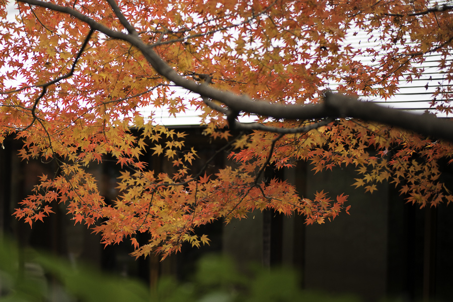 童子苑の紅葉